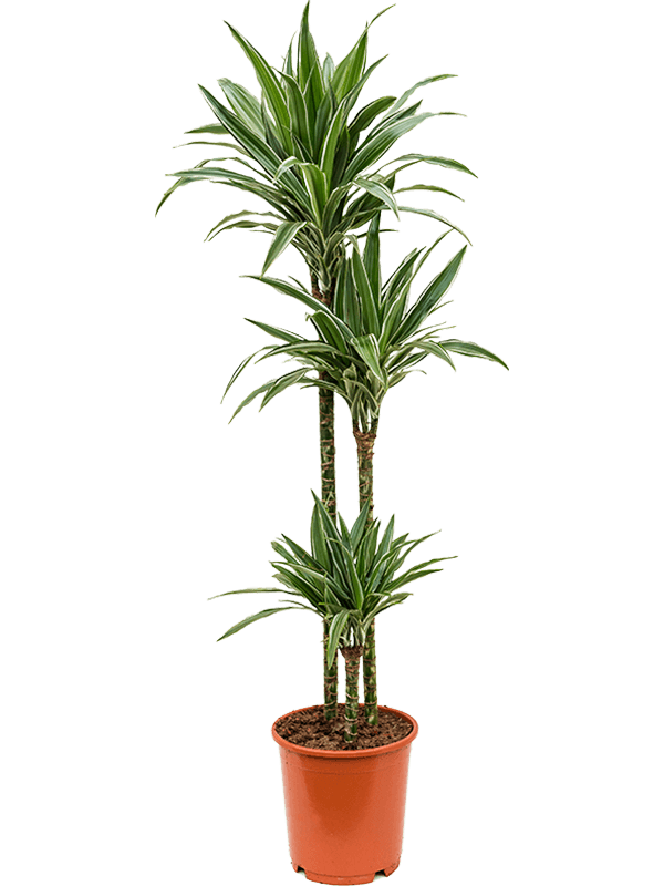 Dracaena deremensis 'Warneckei'