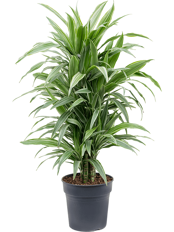 Dracaena deremensis 'Warneckei'