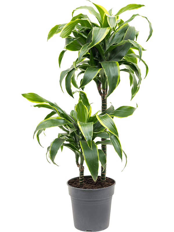 Dracaena fragrans 'Dorado'