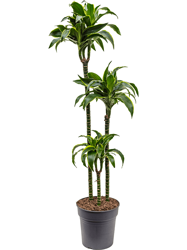 Dracaena fragrans 'Dorado'
