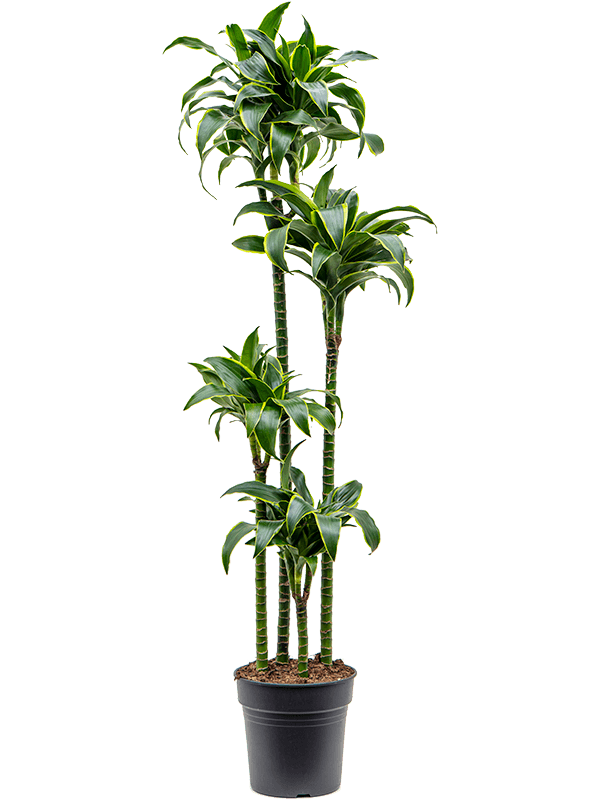 Dracaena fragrans 'Dorado'