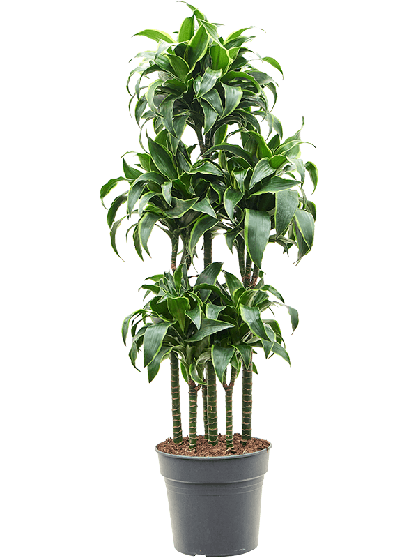 Dracaena fragrans 'Dorado'
