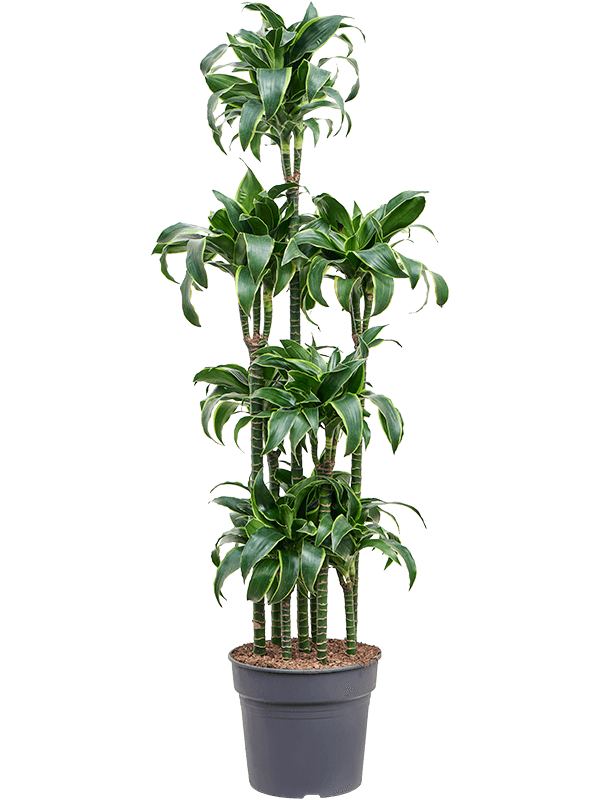 Dracaena fragrans 'Dorado'