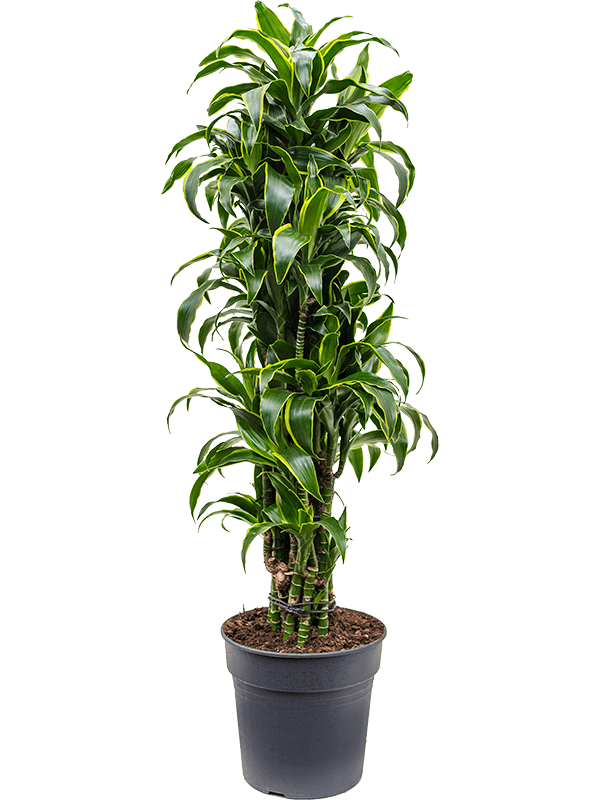 Dracaena fragrans 'Dorado'