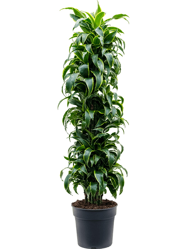 Dracaena fragrans 'Dorado'