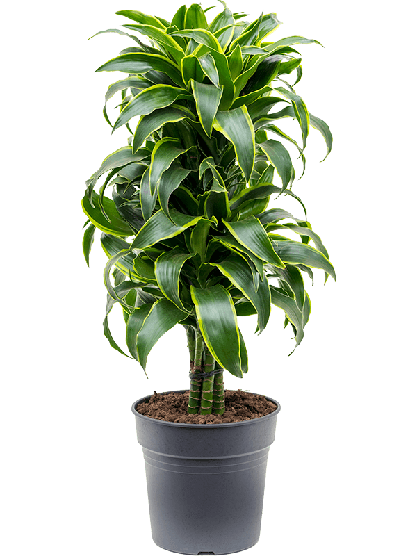 Dracaena fragrans 'Dorado'
