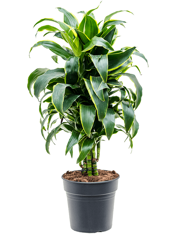 Dracaena fragrans 'Dorado'