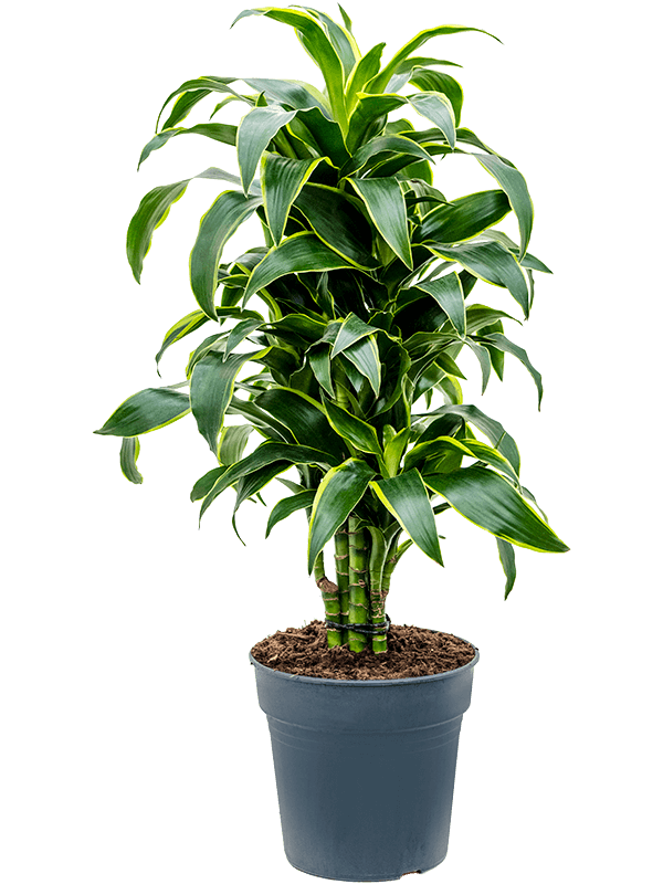 Dracaena fragrans 'Dorado'
