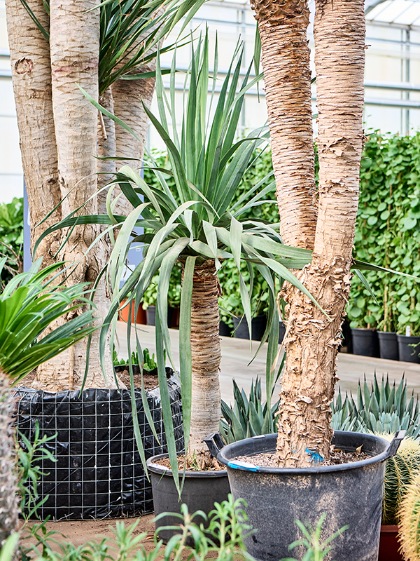 Dracaena draco 'Compact'