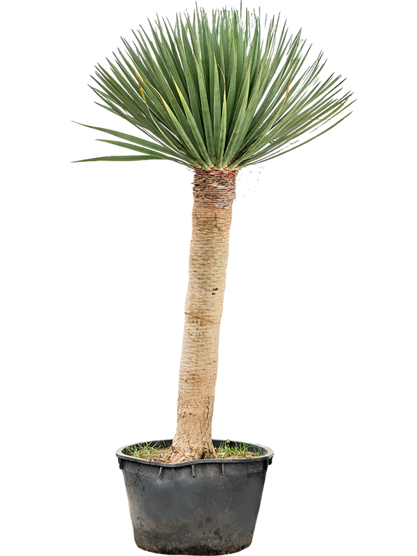 Dracaena draco 'Compact'