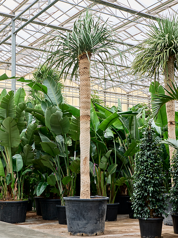 Dracaena draco (500-525)
