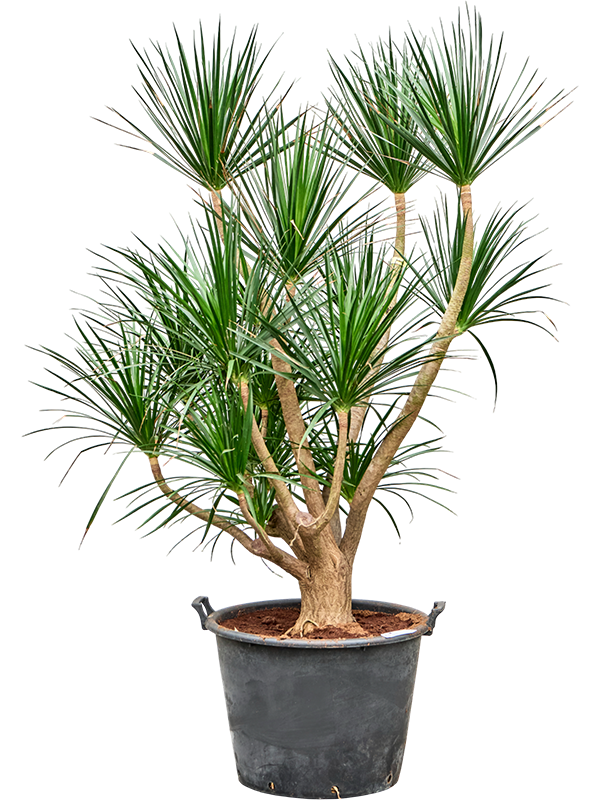 Dracaena draco (170/220)