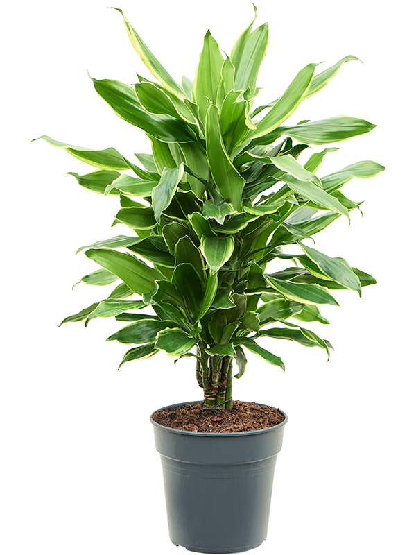 Dracaena fragrans 'Golden Coast'