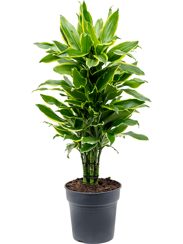 Dracaena fragrans 'Golden Coast'