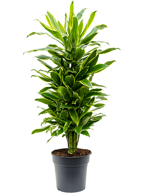 Dracaena fragrans 'Golden Coast'