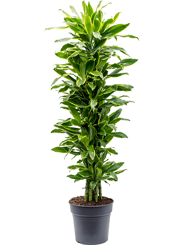 Dracaena fragrans 'Golden Coast'
