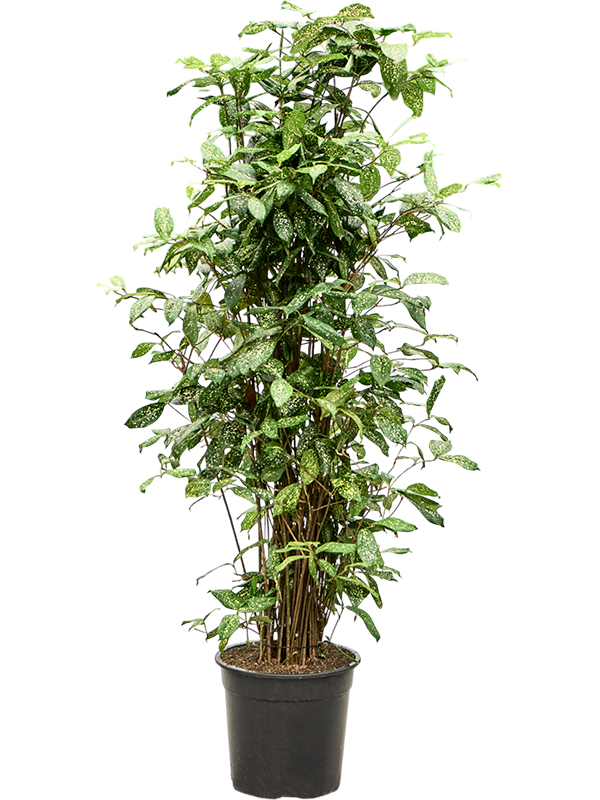 Dracaena godseffiana (130-150)