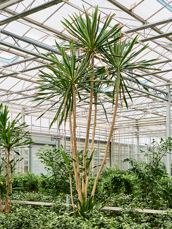 Dracaena gymea (500-550)