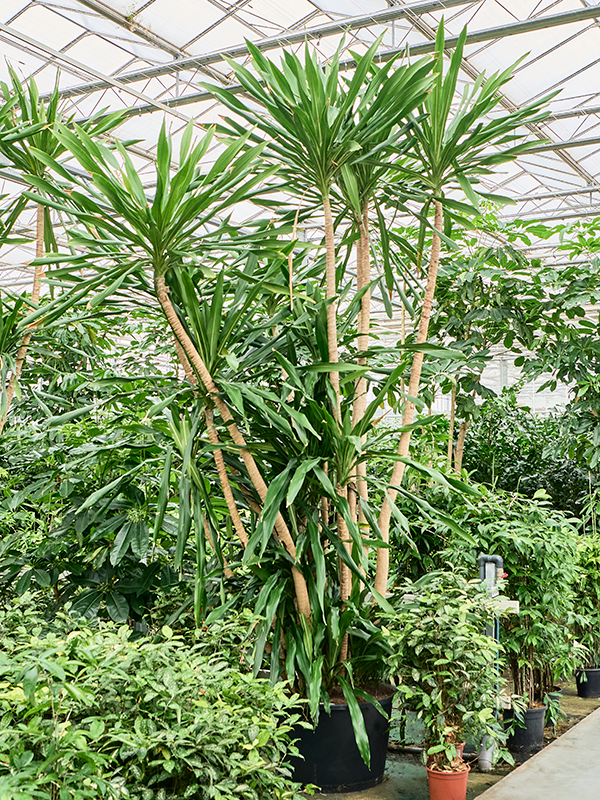 Dracaena gymea (400-450)