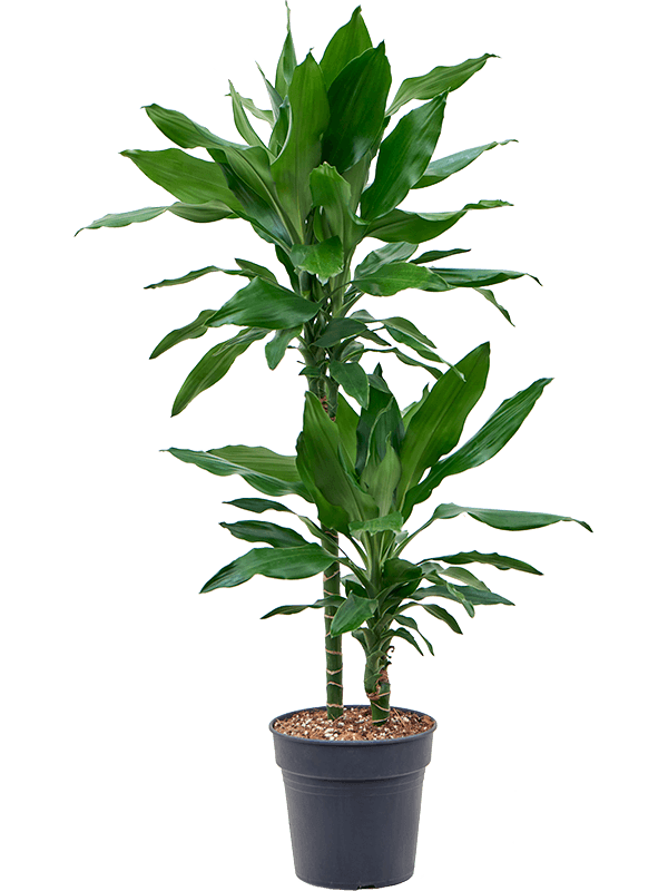 Dracaena fragrans 'Burundii'