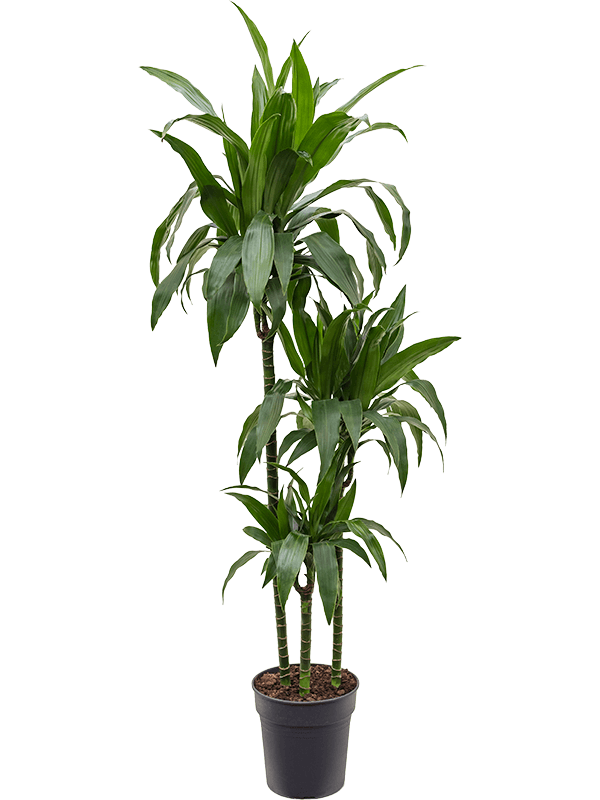 Dracaena fragrans 'Janet Craig'