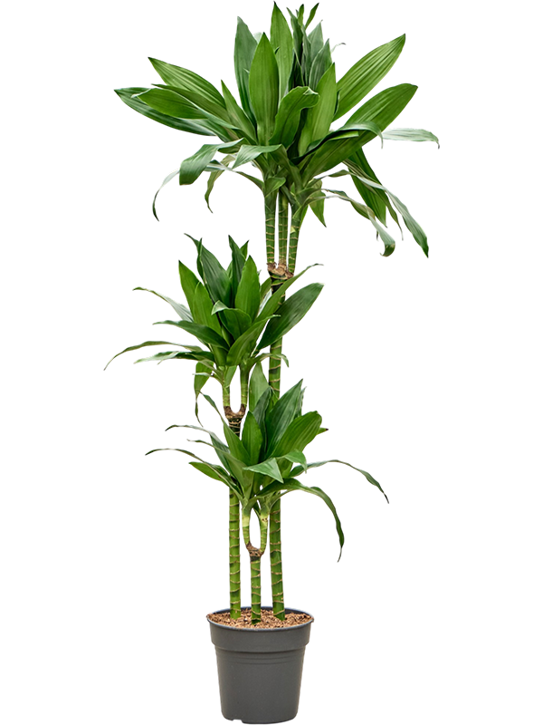 Dracaena fragrans 'Janet Craig'