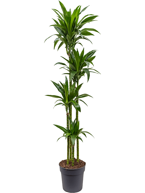 Dracaena fragrans 'Janet Craig'