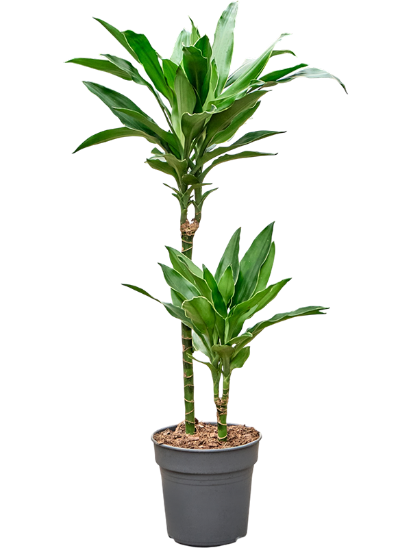Dracaena fragrans 'Janet Lind Gold'