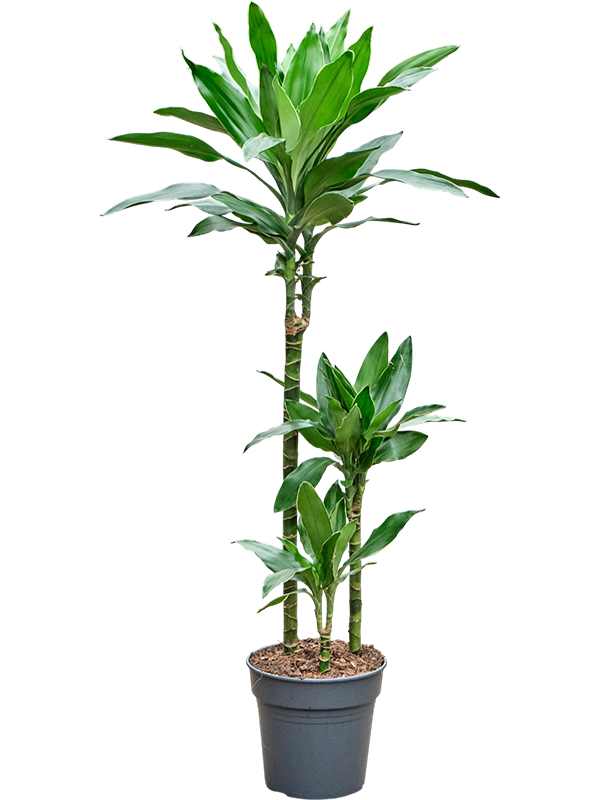 Dracaena fragrans 'Janet Lind Gold'