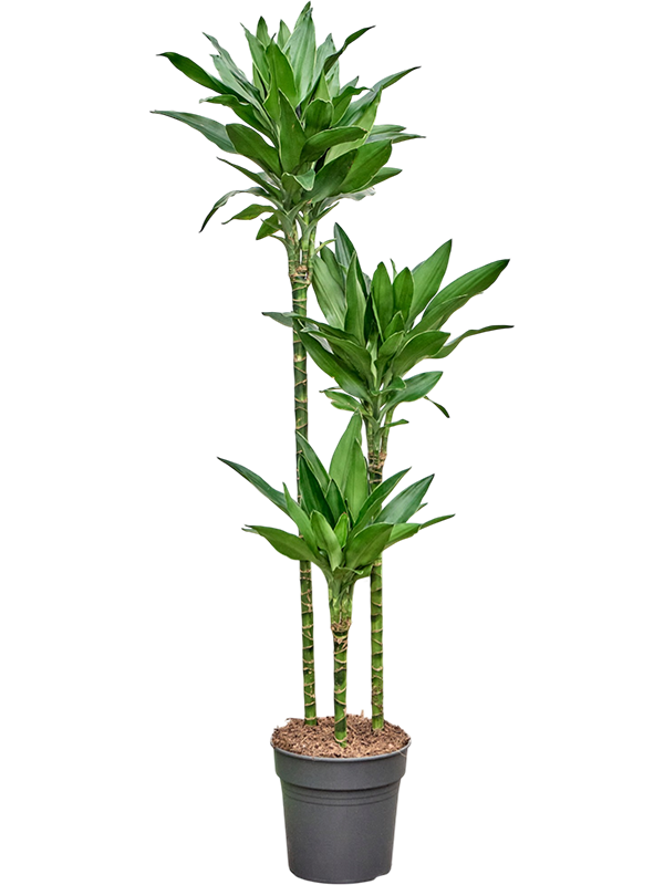 Dracaena fragrans 'Janet Lind Gold'