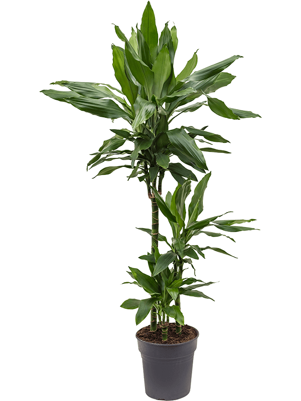 Dracaena fragrans 'Janet Lind'