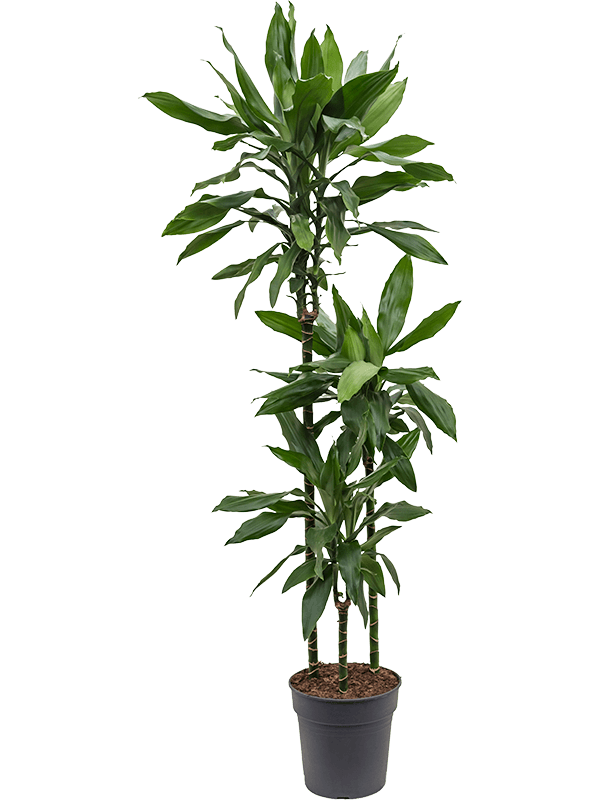 Dracaena fragrans 'Janet Lind'