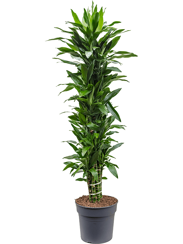 Dracaena fragrans 'Janet Lind'