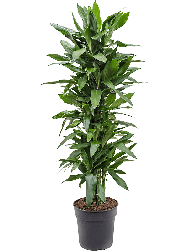 Dracaena fragrans 'Janet Lind'
