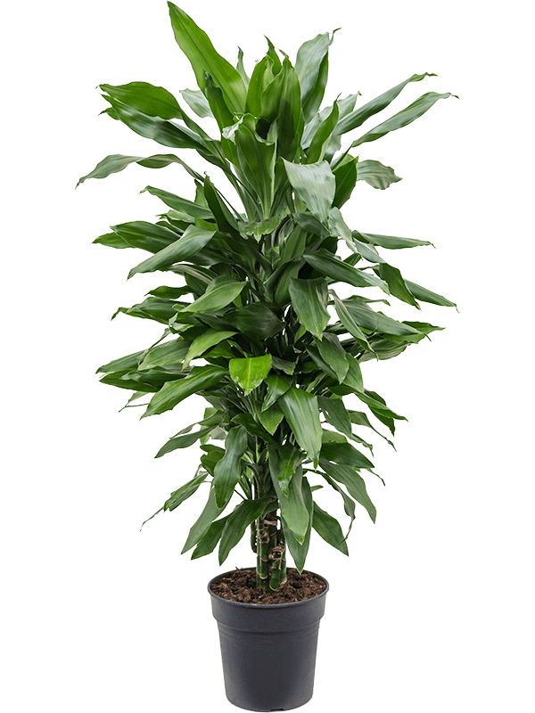 Dracaena fragrans 'Janet Lind'