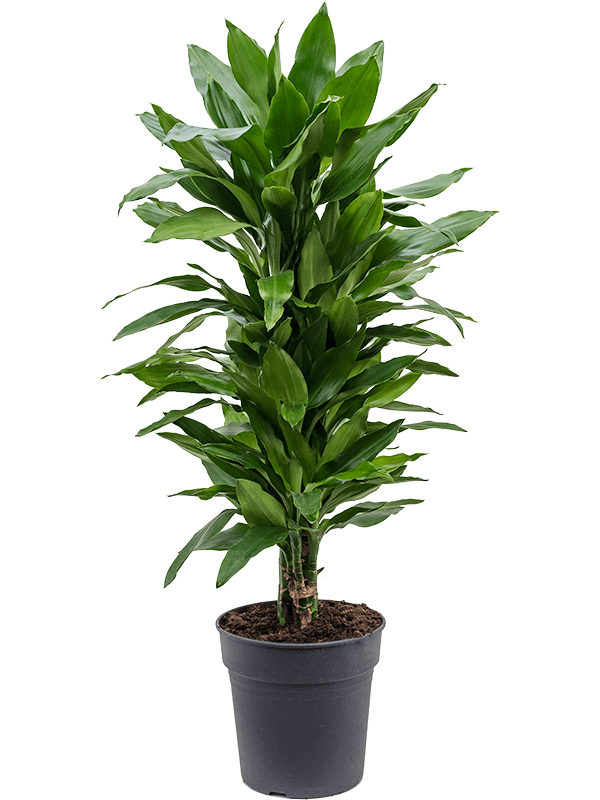 Dracaena fragrans 'Janet Lind'