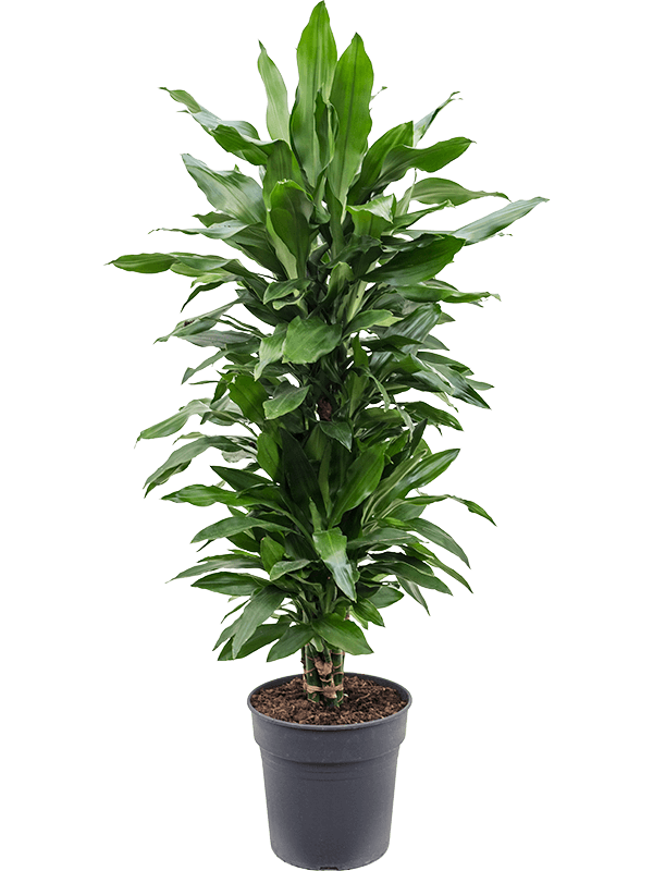 Dracaena fragrans 'Janet Lind'