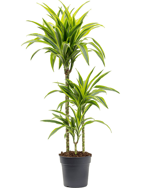 Dracaena fragrans 'Lemon Lime'