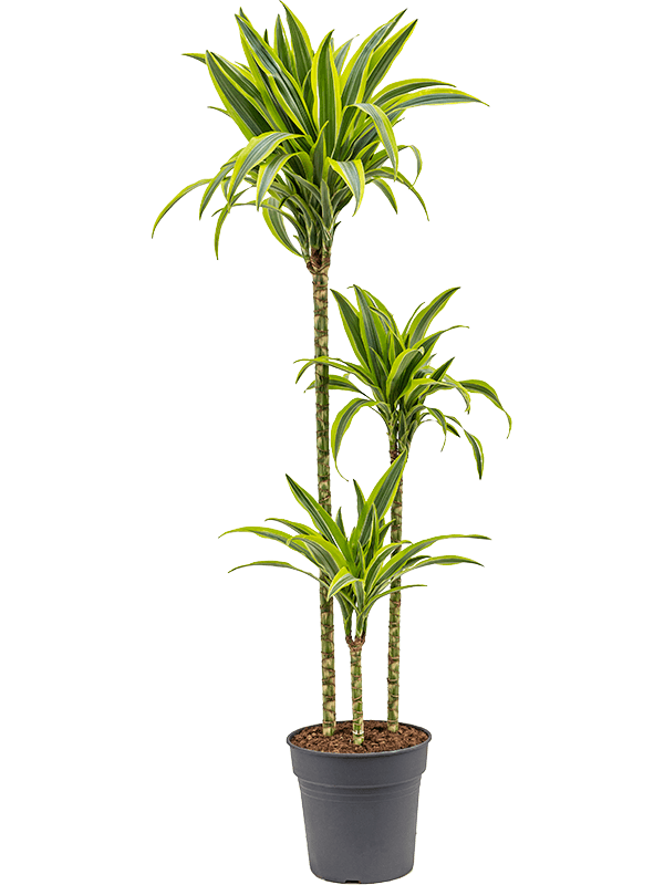 Dracaena fragrans 'Lemon Lime'