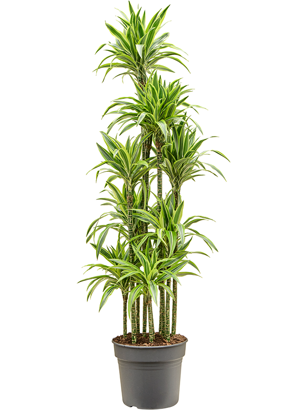 Dracaena fragrans 'Lemon Lime'
