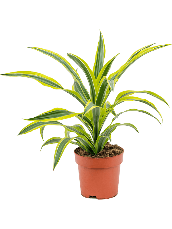 Dracaena fragrans 'Lemon Lime'