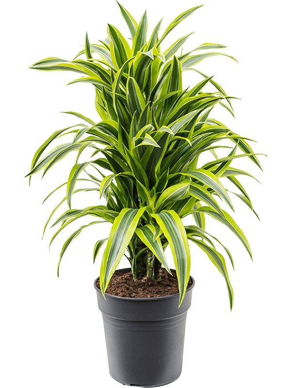 Dracaena fragrans 'Lemon Lime'