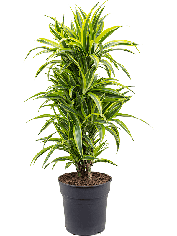 Dracaena fragrans 'Lemon Lime'