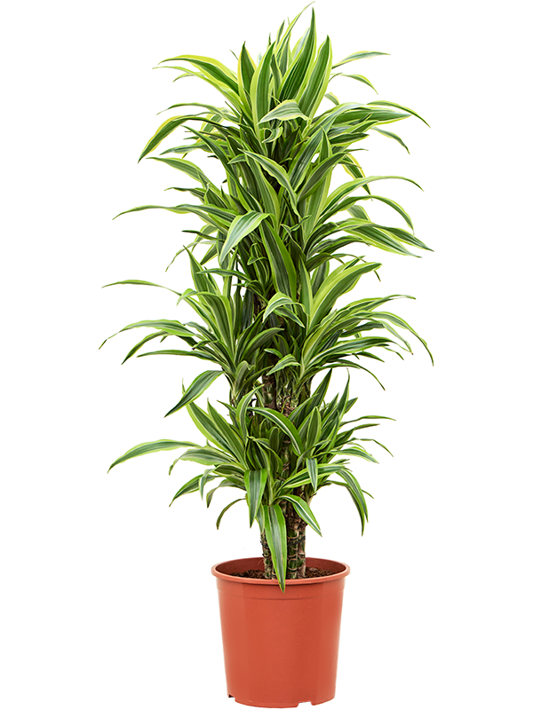 Dracaena fragrans 'Lemon Lime'