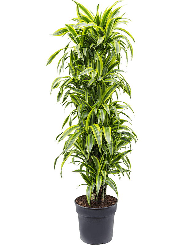 Dracaena fragrans 'Lemon Lime'
