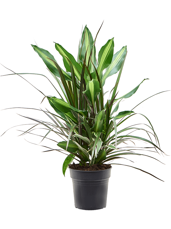 Dracaena combo