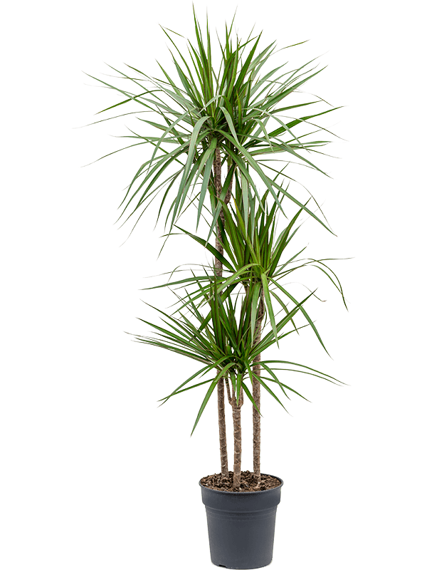 Dracaena marginata