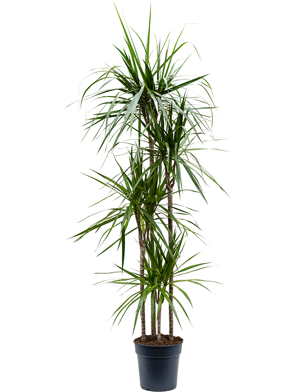 Dracaena marginata