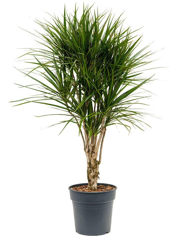 Dracaena marginata