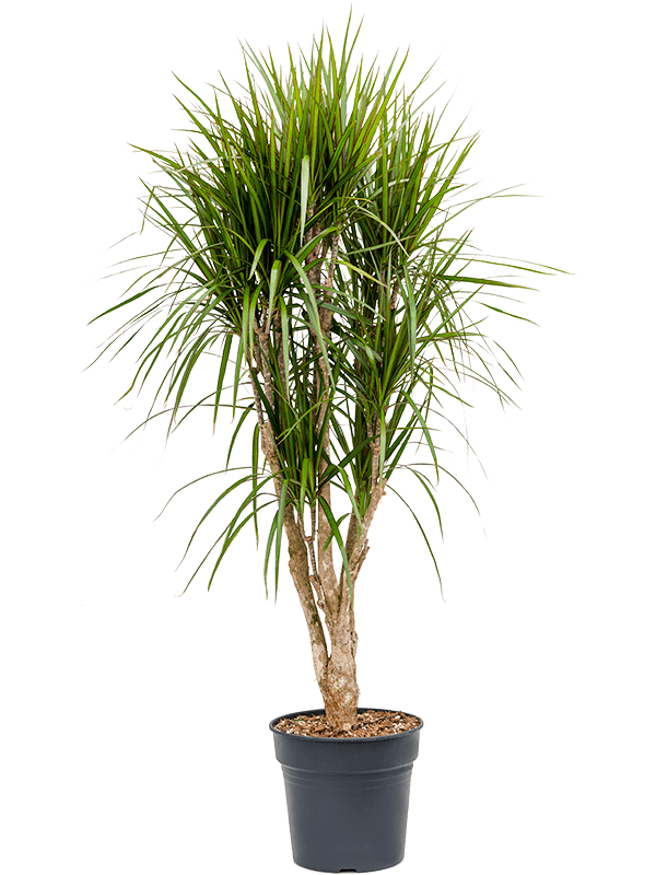 Dracaena marginata